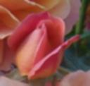 disneyland-roses-1bd-2-175.jpg